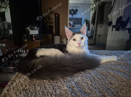 Stunning Pure Maine Coon Kitten