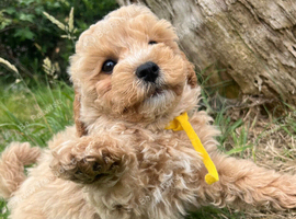Cavachon x toy poodle puppies