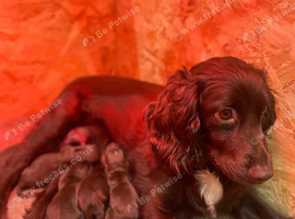 Working chocolate puppies