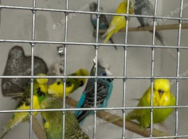 Exhibition budgies