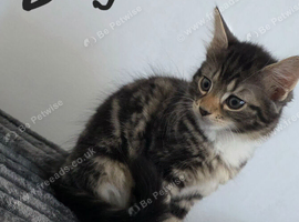 Two beautiful kittens are looking for their new home.
