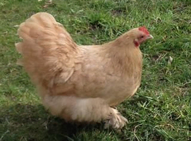 Pekin , Sebright , Orpington and Japanese  bantam chicks PRE order only