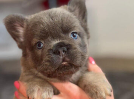 Fluffy frenchie