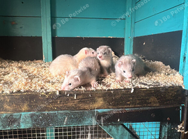 Micro ferrets