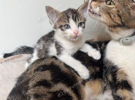 TABBY AND WHITE MALE KITTEN