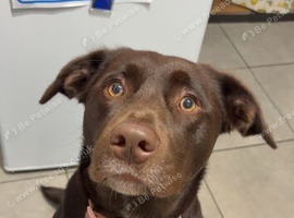 Stunning chocolate Lab