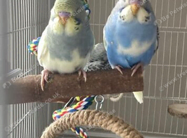 2 baby male budgies