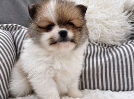 Sweet little quality Pomeranians