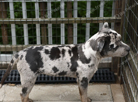 Blue Merle & Tan Staffordshire Bull Terrier girl