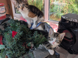 Three kittens looking for forever home