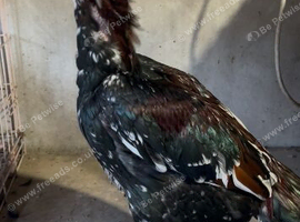 Young aseel cheena pair