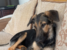 Collie cross male