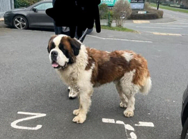 Fantastic Saint bernard stud
