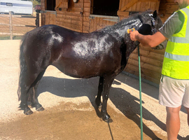 Beautiful Dartmoor 4 years old