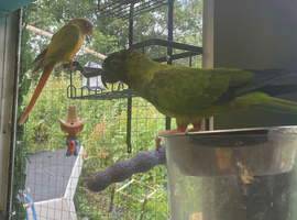 Rare Semi-Tame Nanday Conure for Sale