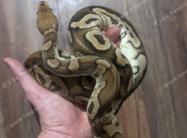 Cypress clown