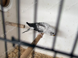 White black wing budgie