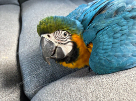 Handreared Baby blue and gold