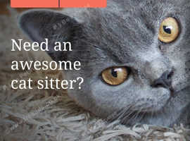 Cat sitting in Sheffield/Chesterfield