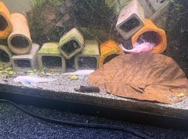 Snow White bristlenose breeding group X8