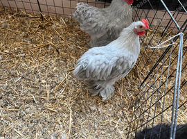 Pekin bantams