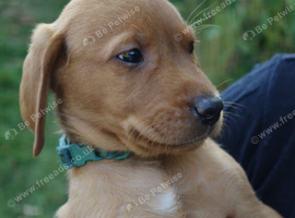 Labrador fox red
