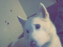 tyla / akita new home needed asap