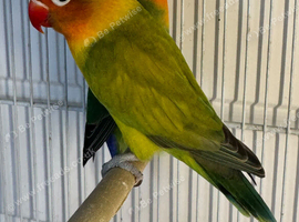 Breading pair love birds