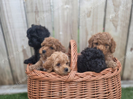 Stunning American Cockapoo puppies