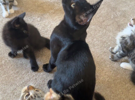 1 kitten looking for he&rsquo;s loving homes