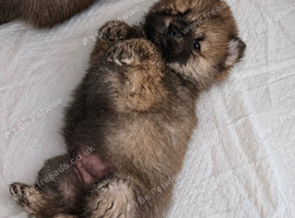 Beautiful Chow Chow Puppies &ndash; Loving Family Homes Wanted