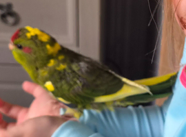 Male kakariki