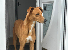 Saluki bull grey