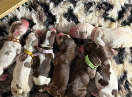 7 beautiful chocolate verities show-type cocker spaniel extensively health tested parents