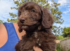 Cockapoo puppies. Various colours Ready to leave