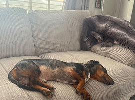 Dachshund