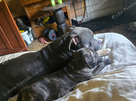 Pocket bully cross presa canario