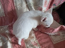 Jackpom puppies