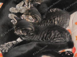 Beautiful kittens