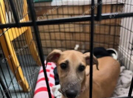 It&rsquo;s a saluki cross whippet puppy