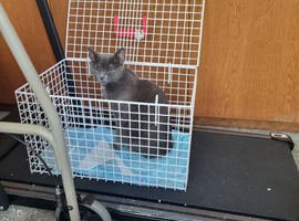 Kittens For sale