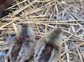 6 Cream Legbar Chicks available