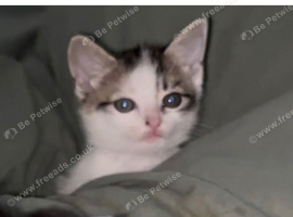 Kittens ready now