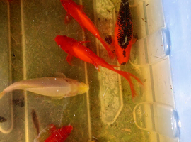 Pond fish for sale &pound;1 each . 14 for &pound;10