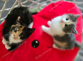 Beautiful Kittens Looking for Their Forever Homes