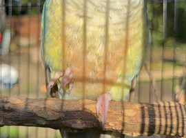 Turquoise pineapple green cheek conure