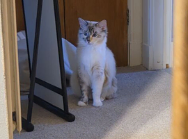 Female Ragdoll