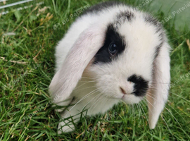 Mini Lops Ready Now