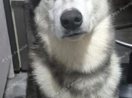 11 months old male Siberian Husky