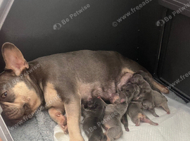7 French puppies for sale wanting a new home